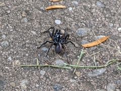 Atypidae