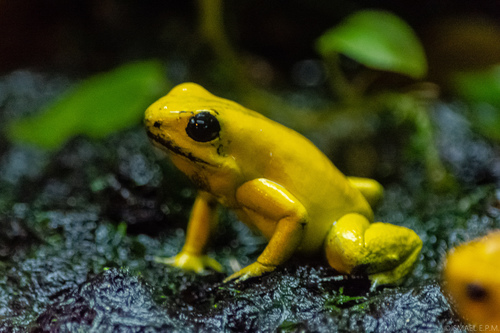 Golden Poison Dart Frog, Phyllobates terribilis