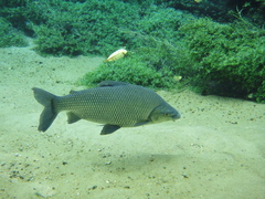Prochilodus lineatus