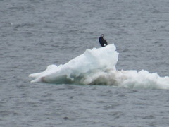 Phalacrocorax carbo image