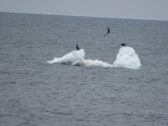 Phalacrocorax carbo image