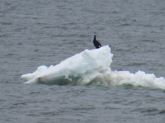 Phalacrocorax carbo image