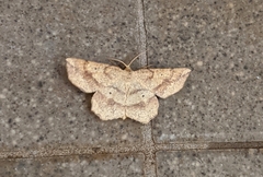 Euchlaena deplanaria