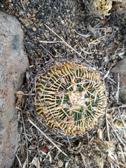 Echinofossulocactus crispatus