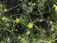 Potentilla supina