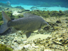 Prochilodus lineatus