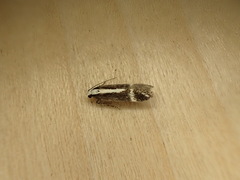 Aroga paraplutella