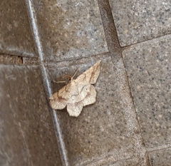 Euchlaena deplanaria