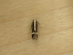 Aroga paraplutella