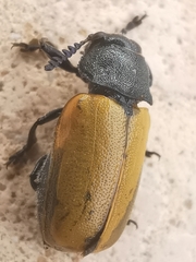 Labidostomis