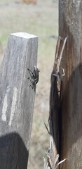 Brachyderes lusitanicus