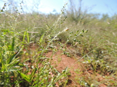 Urochloa arizonica