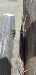 Brachyderes lusitanicus