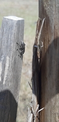 Brachyderes lusitanicus