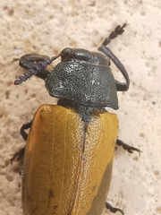 Labidostomis