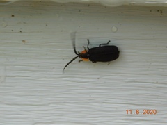 Lucidota atra