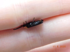 Lucidota atra