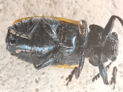 Labidostomis