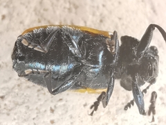 Labidostomis