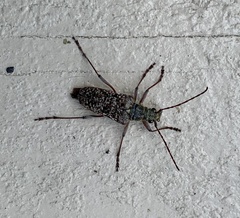 Anthophylax attenuatus