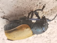 Labidostomis