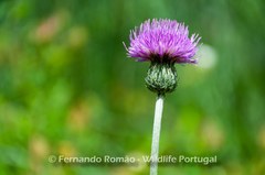 Cirsium filipendulum