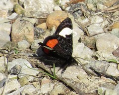 Psychomorpha epimenis