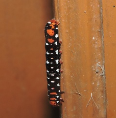 Polytela gloriosae