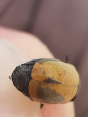 Labidostomis