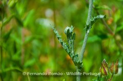 Cirsium filipendulum