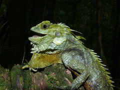 Hypsicalotes kinabaluensis