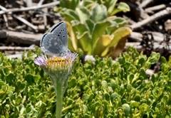 Icaricia icarioides parapheres
