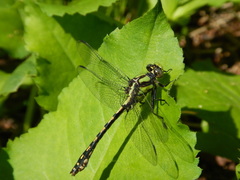Ophiogomphus