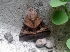 Melipotis nigrobasis