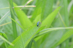Plateumaris discolor