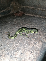 Triturus pygmaeus