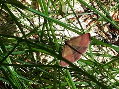 Phytometra viridaria