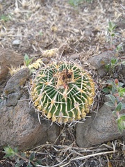 Echinofossulocactus crispatus