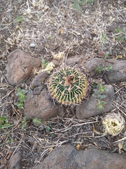 Echinofossulocactus crispatus