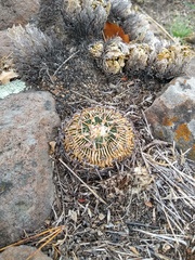 Echinofossulocactus crispatus