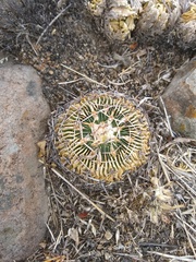 Echinofossulocactus crispatus