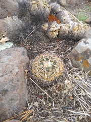 Echinofossulocactus crispatus