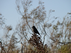 Knipolegus lophotes