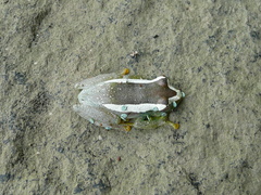 Hyperolius chlorosteus