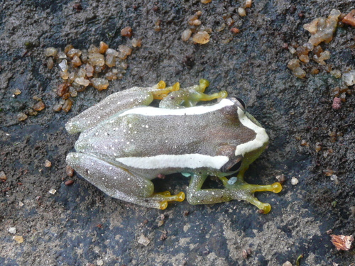 Sierra Leone Reed Frog - Photo (c) Carel Jongkind, some rights reserved (CC BY-NC), uploaded by Carel Jongkind