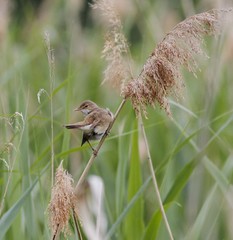 Acrocephalus scirpaceus
