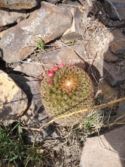 Mammillaria hamata