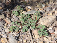 Euphorbia serrula