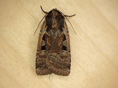 Parabagrotis exsertistigma