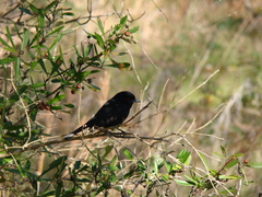 Knipolegus cyanirostris
